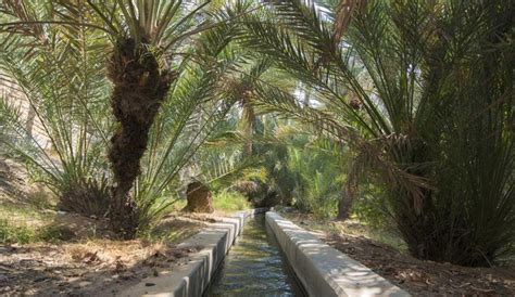 Al Ain Oasis Tour - Desert Rose Tourism, Abu Dhabi, UAE