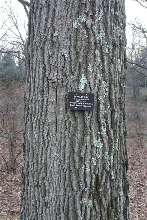 Quercus coccinea (scarlet oak): Go Botany