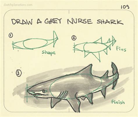 Nurse Shark Drawing at GetDrawings | Free download