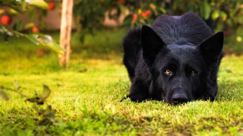 Black German Shepherd - A-Z Animals