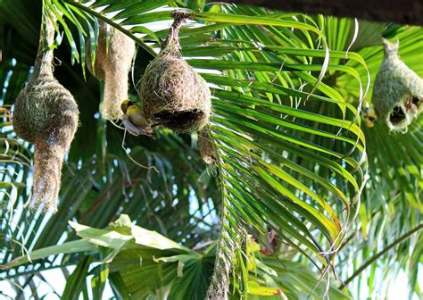 Stock Pictures: Weaver bird nests