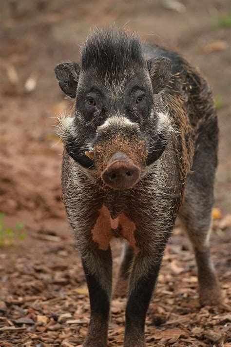 Visayan warty pig | Warty pigs at Chester Zoo | Chester zoo, Pig, Zoo ...