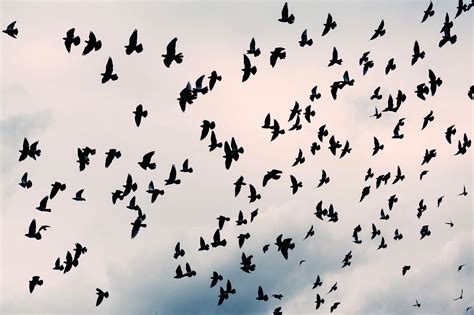 Large Flock of Pigeons in the Air image - Free stock photo - Public Domain photo - CC0 Images