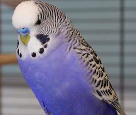 106 Good Blue Budgie Names You Will Enjoy - Feathered Buddies