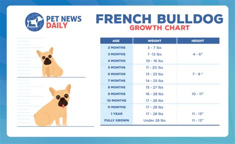 French Bulldog Growth Chart: How Big Will Your French Bulldog Get ...