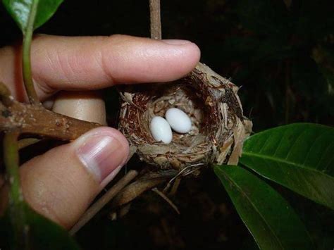 Hummingbird's nests are tiny and perfect, yet very hard to spot. The female build them alone and ...