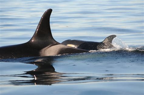 Newborn Killer Whale Brings Hope for Endangered Pod | Live Science