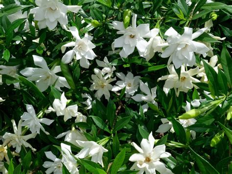 Fixing Spots On My Gardenia Buds - Why Gardenia Flowers Turn Brown