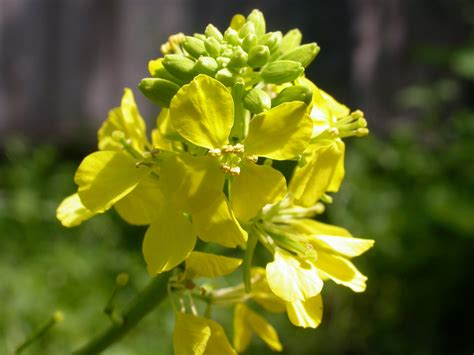 Brassica nigra (Black Mustard, Brown Mustard, Mostaza, Red Mustard, True Mustard) | North ...