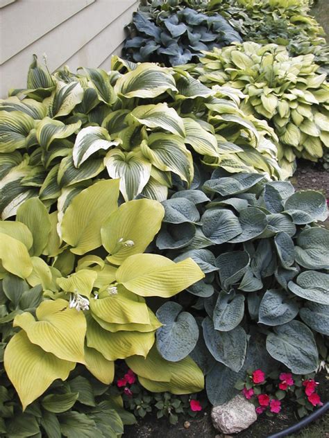 Hosta Plant Varieties | HGTV