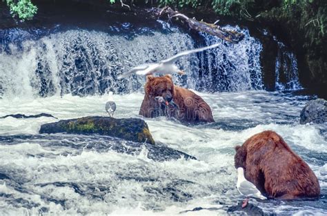 Grizzly Bears at Brooks Falls Stock Photo - Image of predators, mammal ...