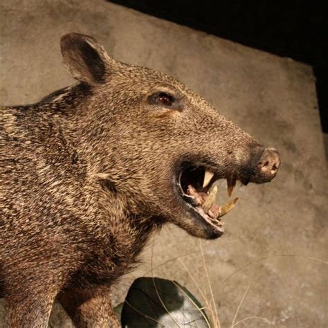 31 best images about PICKY PECCARIES on Pinterest | Arizona, South america and Beans