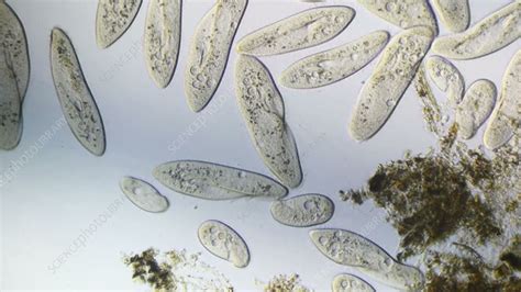 Paramecium protozoa, light microscope footage - Stock Video Clip - K009/0508 - Science Photo Library