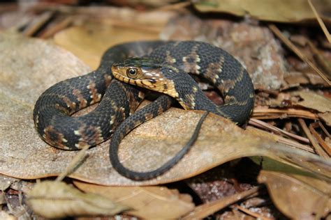 Southern Watersnake – Florida Snake ID Guide