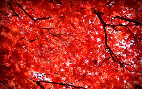 Download wallpaper 3840x2400 maple, leaves, branches, nature, red 4k ...