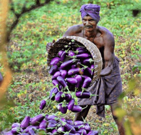 Impact of Bt Brinjal Cultivation in the Market Value Chain in Five ...