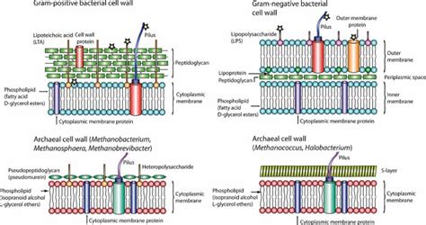 Archaea Vs Bacteria Cell Wall