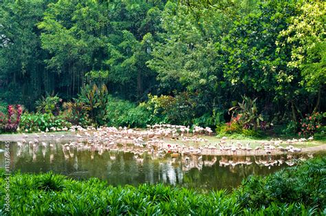 Flamingo birds in the pond at Jurong bird park, Singapore Stock Photo ...