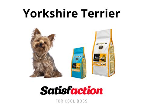 Yorkshire Terrier: Todo lo que necesitas saber sobre esta raza