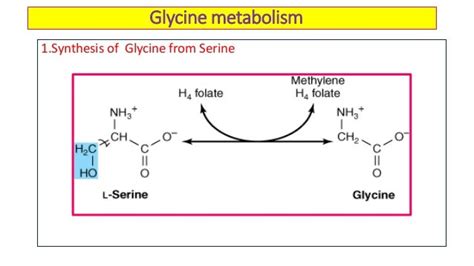 Glycine metabolism & its clinical significance