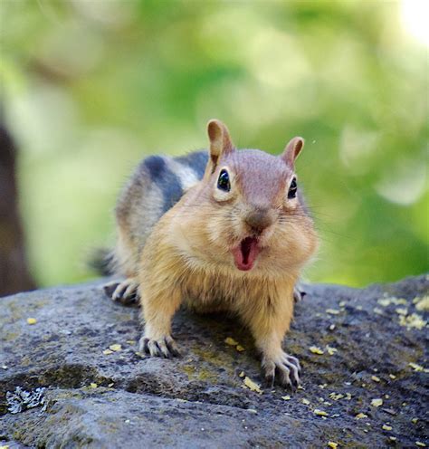 About chipmunks | Welcome Wildlife