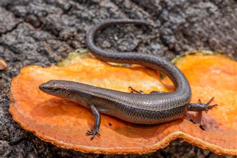 Delicate Grass Skink stock photo. Image of garden, delicate - 259246504