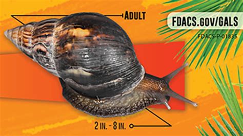 Giant African land snails prompt quarantine order in parts of Florida county