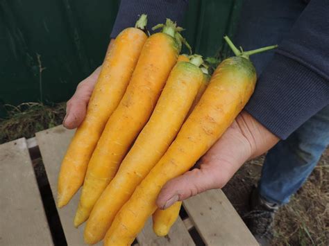 yellow carrots | Recipes from Nash's Organic Produce