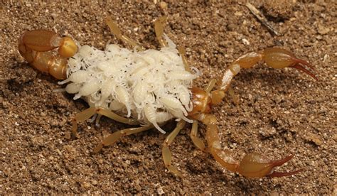 Two Young Researchers Describe Two New Scorpions - Bay Nature