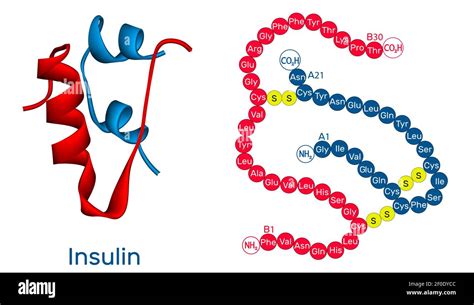 Insulin molecule hi-res stock photography and images - Alamy