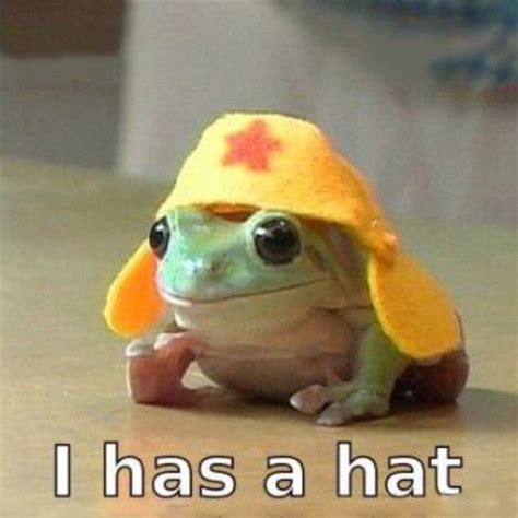 tiny frog with a hat - Google Search | Cute frogs, Cute animals, Cute funny animals