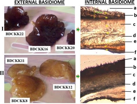 Auricularia delicata | Semantic Scholar