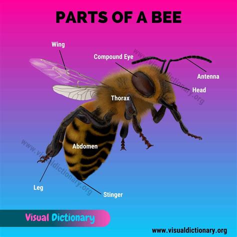 Bee Anatomy: Useful List of 14 Body Parts of A Honey Bee - Visual Dictionary