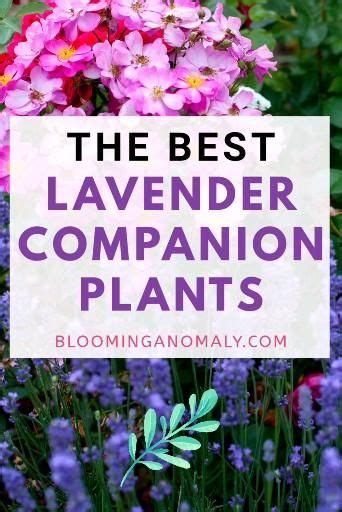 Best Lavender Companion Plants [Video] | Lavender companion plants, Companion planting, Plants