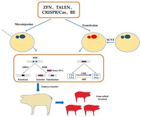 Life | Free Full-Text | Application of Gene Editing Technology in Resistance Breeding of Livestock