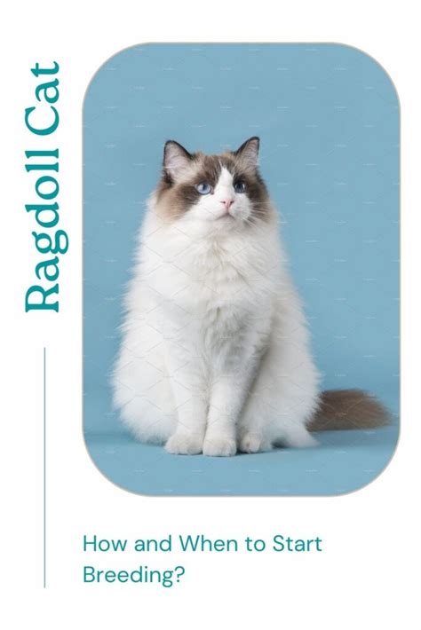 How and When to Start Breeding Ragdoll Cats - Cat Queries