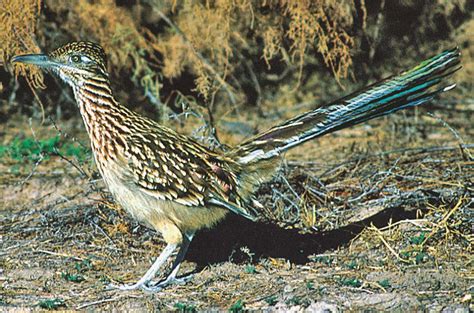 State birds, Beautiful birds, Mexico travel