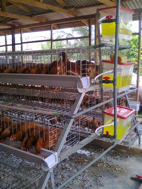 Poultry Pen House Design Layout In Nigeria | Poultry farm design ...