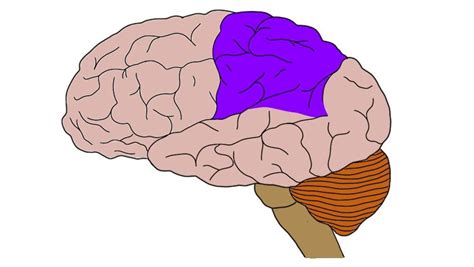 Parietal lobe - definition — Neuroscientifically Challenged