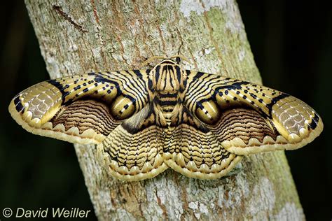 This Moth Has Brilliant Wing Patterns That Look Like Tiger Eyes