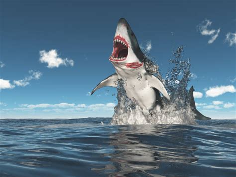 Shark Jumping Out Of Water Stock Photos, Pictures & Royalty-Free Images ...