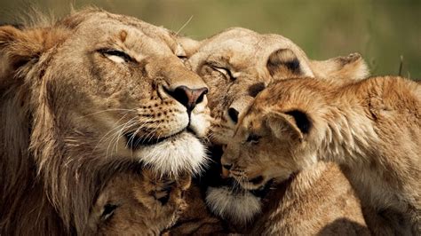 Lion Hd Wallpapers - Lion Lioness And Cub - 1920x1080 Wallpaper - teahub.io