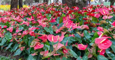 17 Popular Anthurium Varieties: How Many Types Are There?