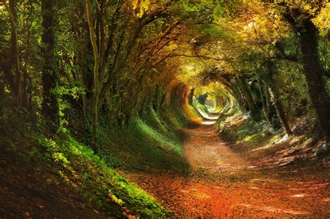 Tree tunnel in Halnaker, West Sussex. It's an old Roman road that used ...