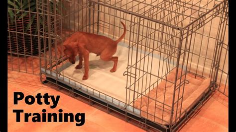 Potty Training Puppy Apartment - Official Full Video - How To Potty Train A Puppy Fast & Easy ...