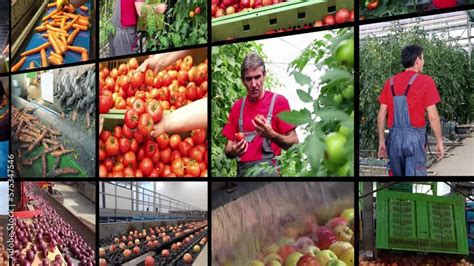 Vidéo Stock Food production and Sustainable Farming - Multi Screen ...