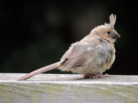 Wild Birds Unlimited: Photo Share: Brown bird with two distinctive head ...