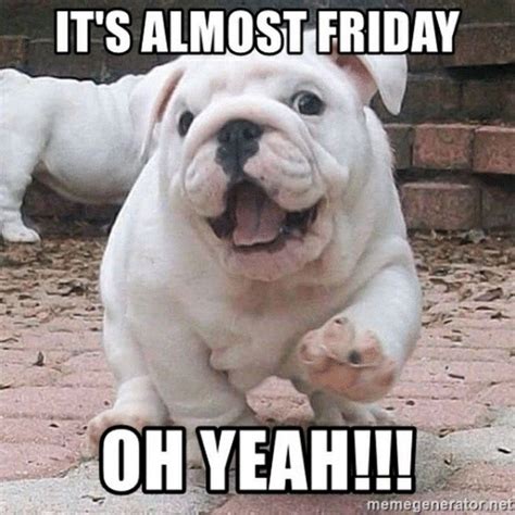 55 "Almost Friday" Memes When the Weekend Is Right Around the Corner in 2021 | Bulldog, Happy ...