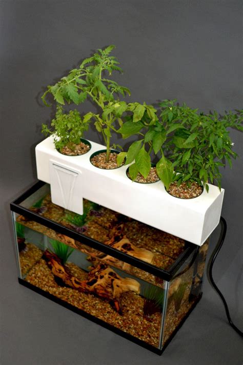 25+ Super Easy Aquaponics Diy Fishtank That You May Make It Self ...