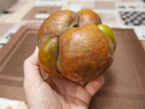 catmon | a not so popular fruit in the philippines which als… | Flickr